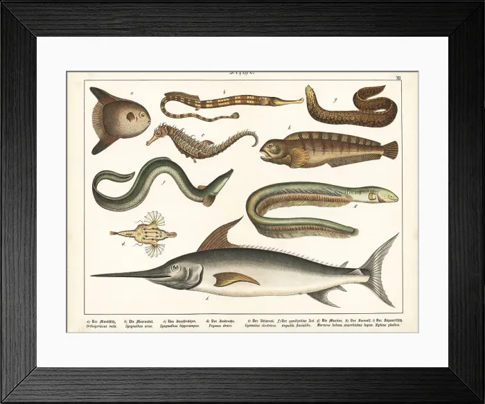 Framed Print : Sunfish, pipefish, eels, wolffish and swordfish