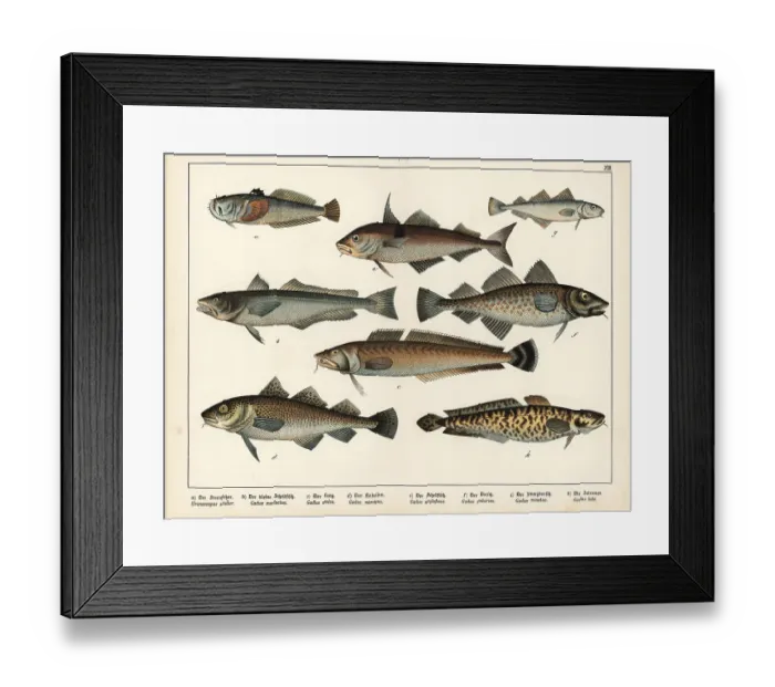 Framed Print : Stargazer, hake, ling, cod, haddock and burbot Framed Print : Stargazer, hake, ling, cod, haddock and burbot