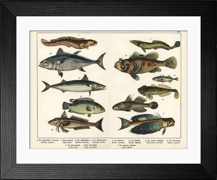 Framed Print : Eelpout, sharksucker, mackerel, gurnards, etc Framed Print : Eelpout, sharksucker, mackerel, gurnards, etc