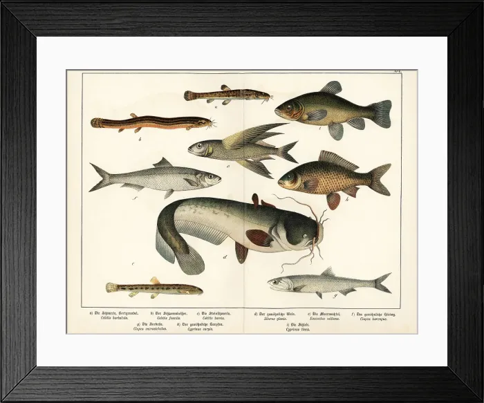 Framed Print : Loach, flyingfish, herring, anchovy, carp, etc Framed Print : Loach, flyingfish, herring, anchovy, carp, etc