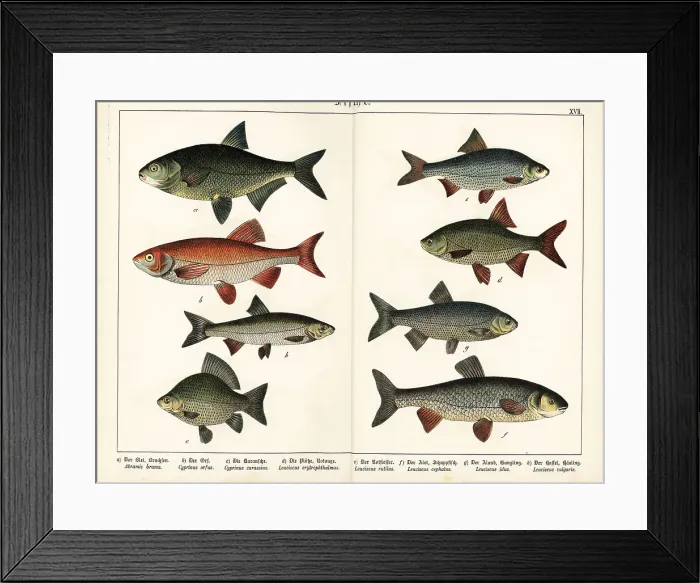 Framed Print : Bream, ide, Crucian carp, rudd, roach, chub and dace Framed Print : Bream, ide, Crucian carp, rudd, roach, chub and dace