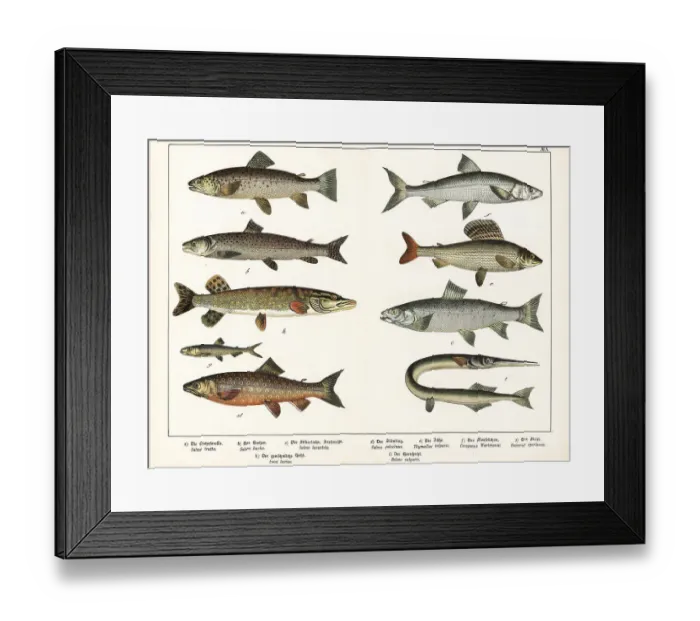Framed Print : Varieties of fish