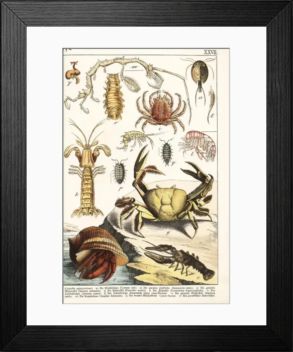 Framed Print : Varieties of crustaceans Framed Print : Varieties of crustaceans