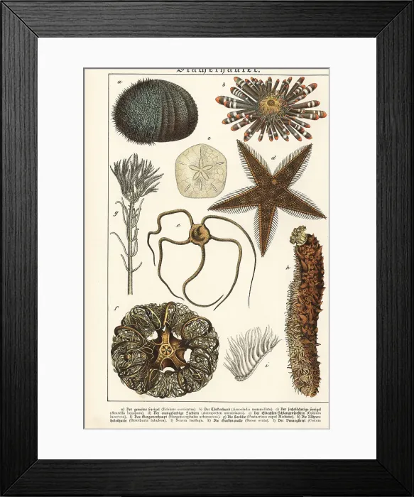 Framed Print : Sea urchins, starfish, etc