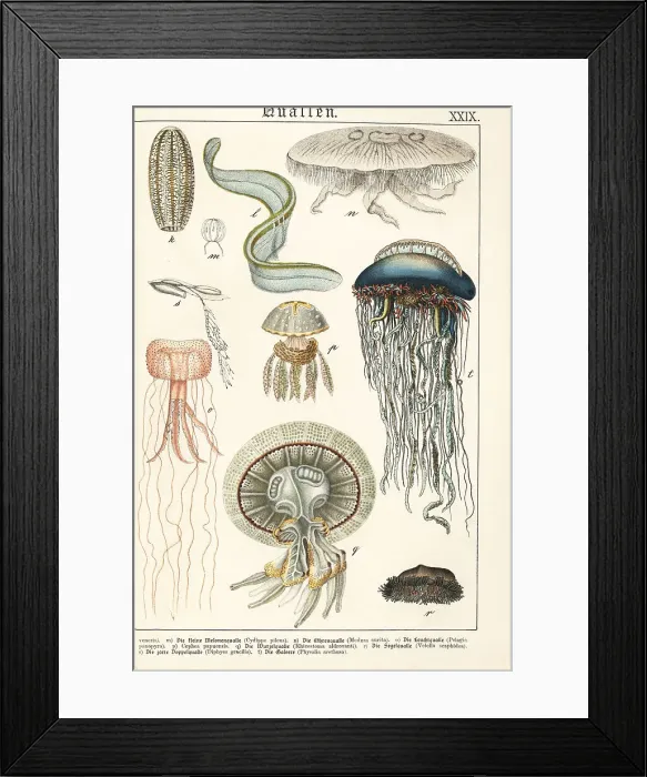 Framed Print : Varieties of jellyfish Framed Print : Varieties of jellyfish