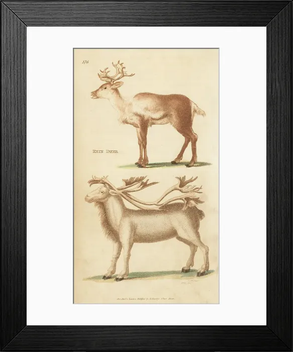 Framed Print : Reindeer or caribou, Rangifer tarandus, doe and stag Framed Print : Reindeer or caribou, Rangifer tarandus, doe and stag