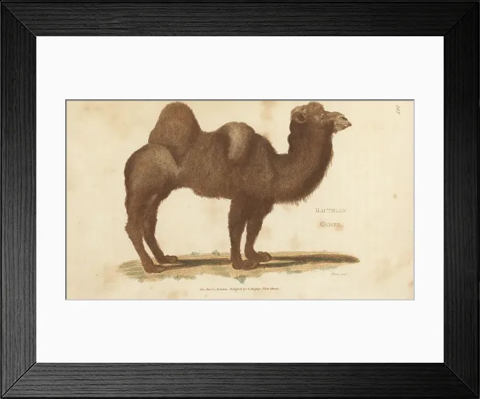 Framed Print : Bactrian camel, Camelus bactrianus Framed Print : Bactrian camel, Camelus bactrianus