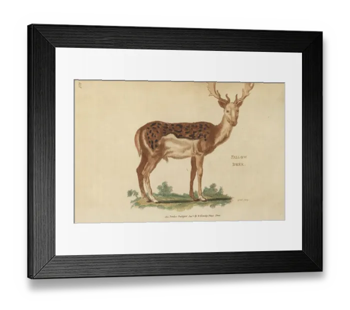 Framed Print : European fallow deer, male or buck, Dama dama Framed Print : European fallow deer, male or buck, Dama dama