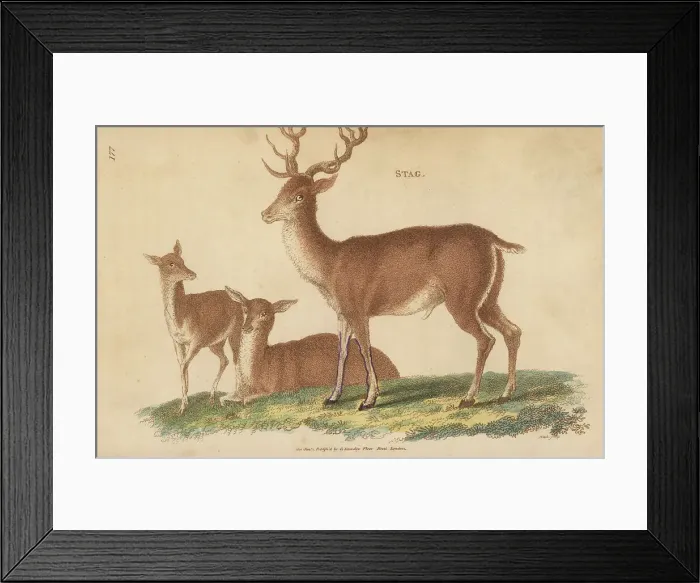 Framed Print : Red deer or stag, Cervus elaphus Framed Print : Red deer or stag, Cervus elaphus