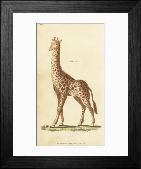 Framed Print : Northern giraffe, Giraffa camelopardalis Framed Print : Northern giraffe, Giraffa camelopardalis