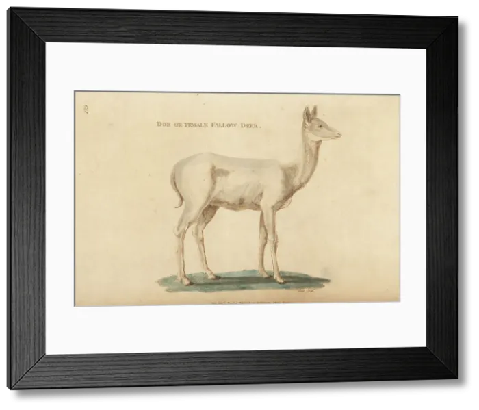 Framed Print : European fallow deer, female or doe, Dama dama Framed Print : European fallow deer, female or doe, Dama dama