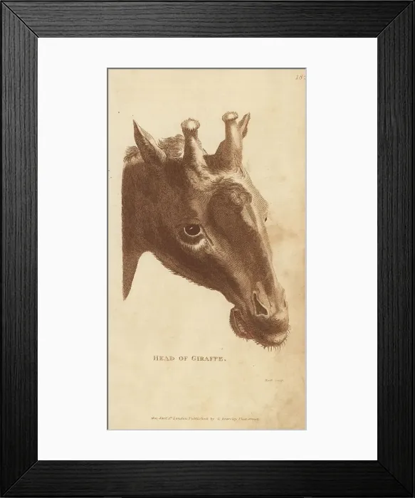 Framed Print : Head of a Northern giraffe, Giraffa camelopardalis Framed Print : Head of a Northern giraffe, Giraffa camelopardalis