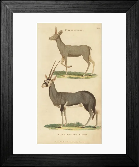 Framed Print : Klipspringer and gemsbok Framed Print : Klipspringer and gemsbok