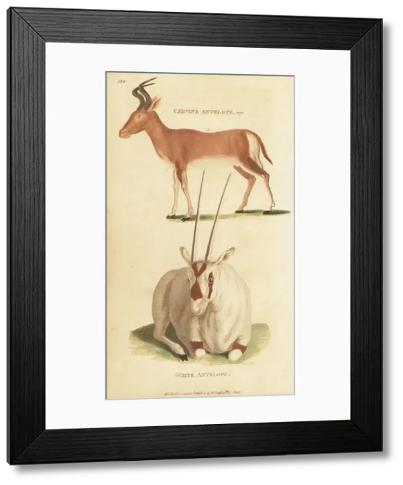 Framed Print : Bubal hartebeest (extinct) and white oryx Framed Print : Bubal hartebeest (extinct) and white oryx