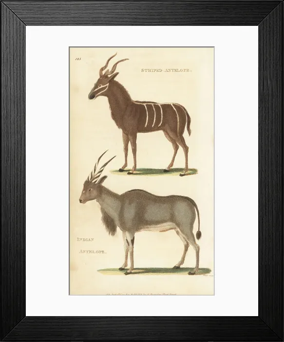 Framed Print : Greater kudu and common eland Framed Print : Greater kudu and common eland