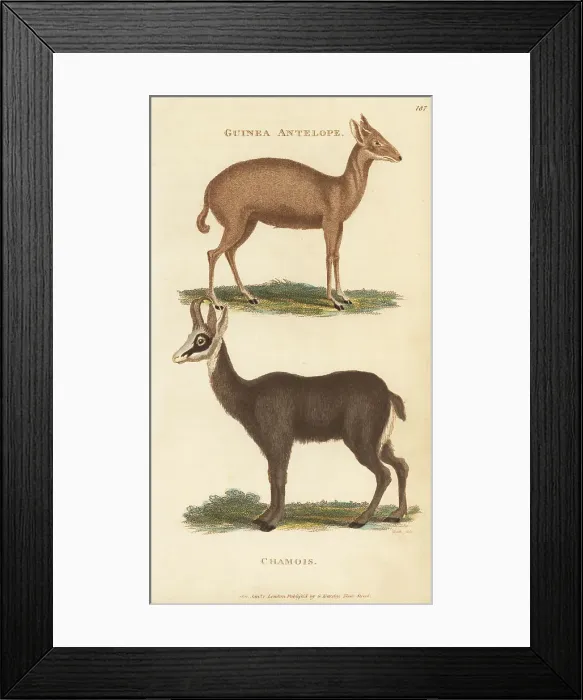 Framed Print : Common duiker and Alpine chamois Framed Print : Common duiker and Alpine chamois
