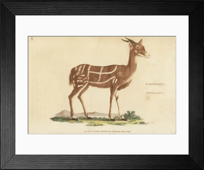 Framed Print : Bushback, male, Tragelaphus scriptus Framed Print : Bushback, male, Tragelaphus scriptus