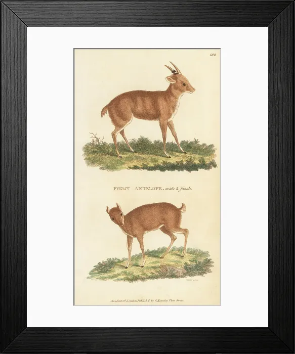 Framed Print : Royal antelope, Neotragus pygmaeus, male and female Framed Print : Royal antelope, Neotragus pygmaeus, male and female