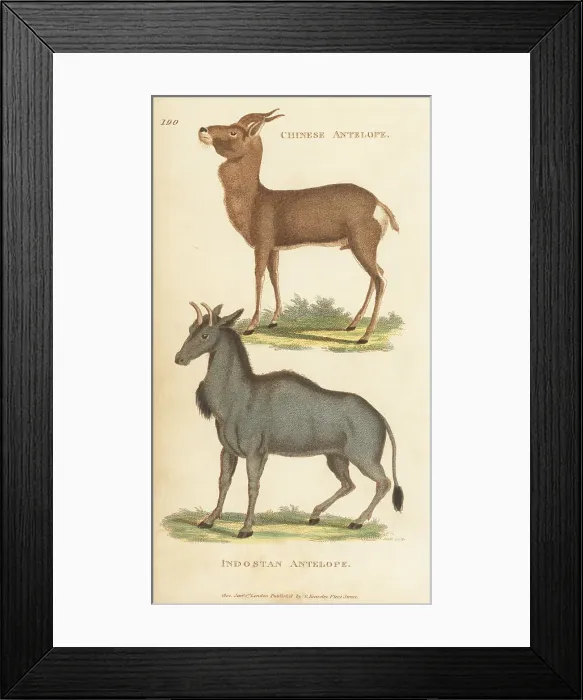 Framed Print : Mongolian gazelle and nilgai Framed Print : Mongolian gazelle and nilgai