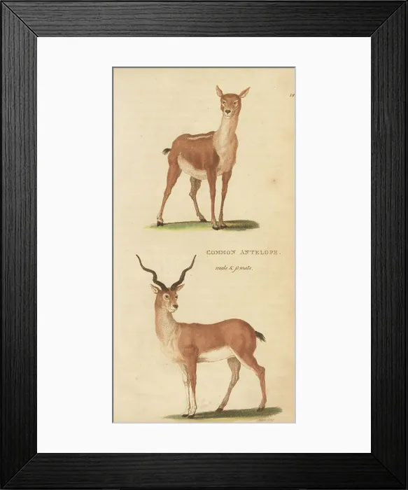 Framed Print : Blackbuck, male and female, Antilope cervicapra Framed Print : Blackbuck, male and female, Antilope cervicapra