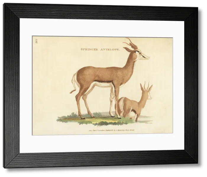 Framed Print : Springbok, male and female, Antidorcas marsupialis Framed Print : Springbok, male and female, Antidorcas marsupialis