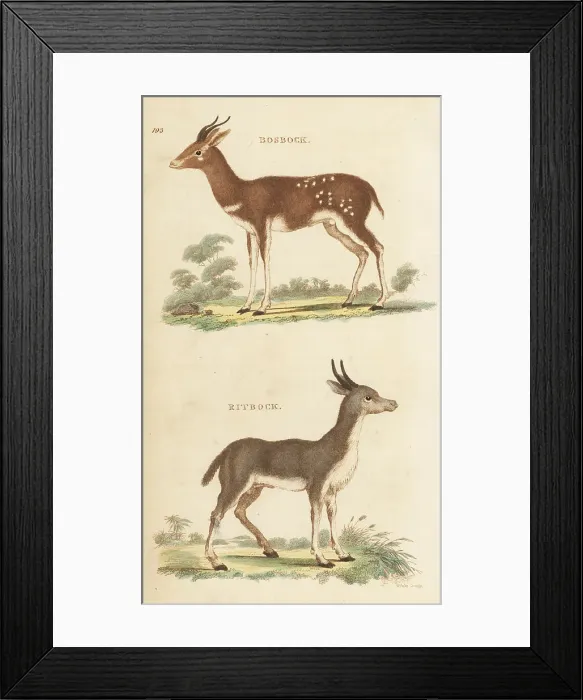 Framed Print : Cape bushbuck and bohor reedbuck Framed Print : Cape bushbuck and bohor reedbuck