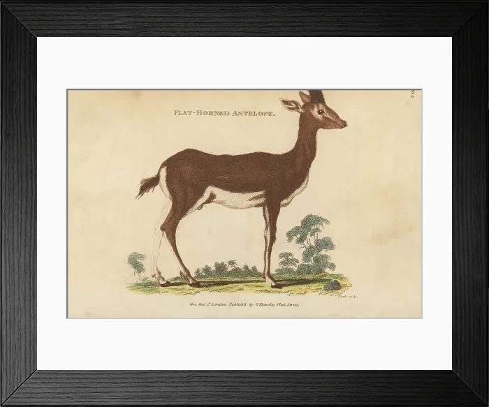 Framed Print : Dorcas gazelle, Gazella dorcas Framed Print : Dorcas gazelle, Gazella dorcas