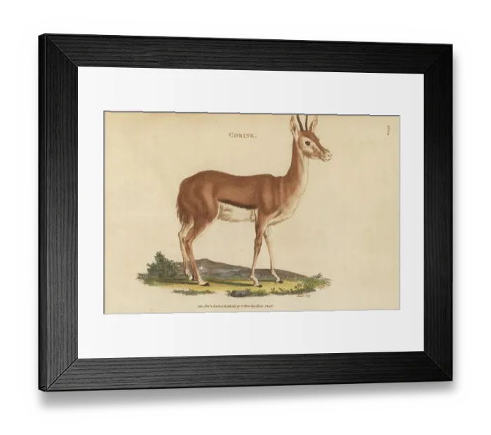 Framed Print : Egyptian dorcas gazelle, Gazella dorcas dorcas Framed Print : Egyptian dorcas gazelle, Gazella dorcas dorcas