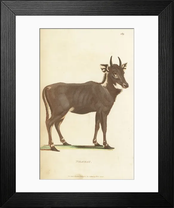 Framed Print : Nilgai, Boselaphus tragocamelus, male Framed Print : Nilgai, Boselaphus tragocamelus, male
