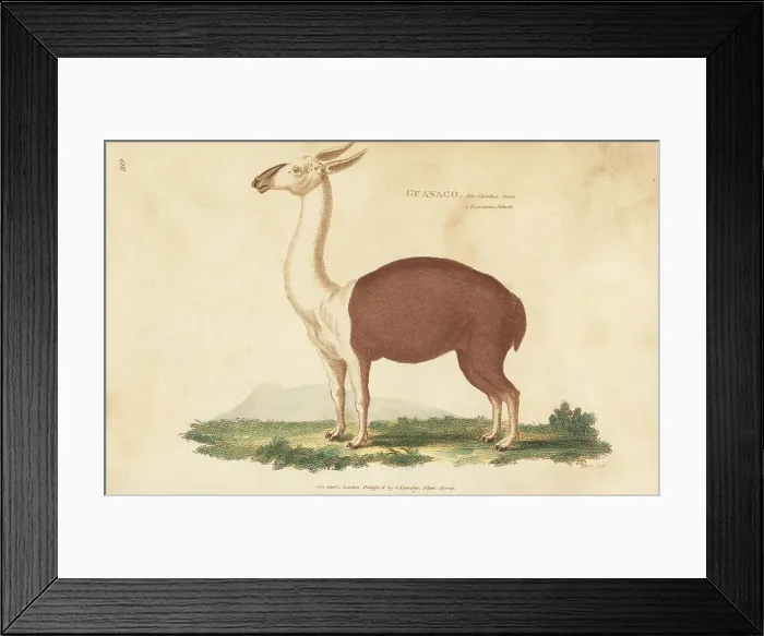 Framed Print : Guanaco, Lama glama subsp. guanicoe Framed Print : Guanaco, Lama glama subsp. guanicoe