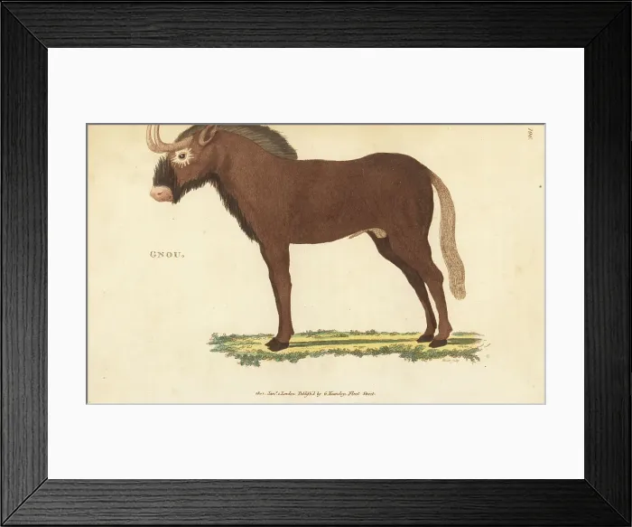 Framed Print : White-tailed gnu, Connochaetes gnou Framed Print : White-tailed gnu, Connochaetes gnou