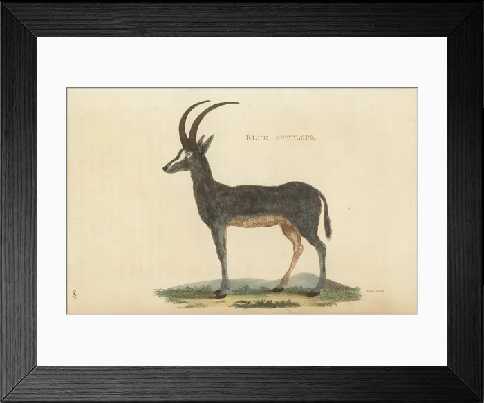Framed Print : Bluebuck, Hippotragus leucophaeus, extinct Framed Print : Bluebuck, Hippotragus leucophaeus, extinct