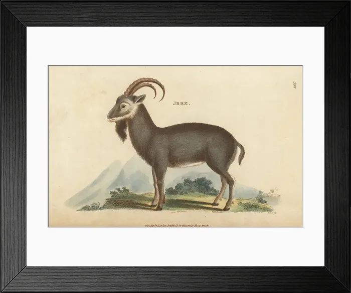 Framed Print : Alpine ibex, Capra ibex Framed Print : Alpine ibex, Capra ibex