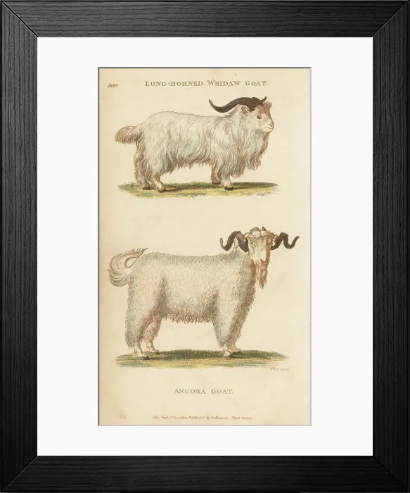 Framed Print : Jusas goat and angora goat Framed Print : Jusas goat and angora goat