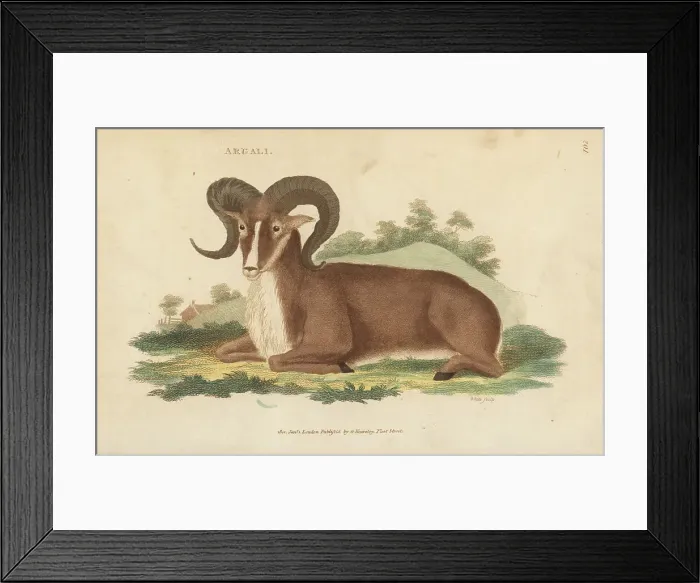 Framed Print : Argali, Ovis ammon Framed Print : Argali, Ovis ammon