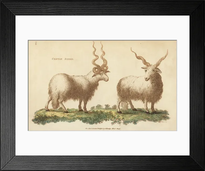 Framed Print : Cretan sheep, Ovis aries strepsiceros Framed Print : Cretan sheep, Ovis aries strepsiceros