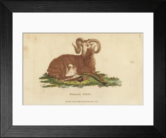 Framed Print : Barbary sheep, Ammotragus lervia. Vulnerable Framed Print : Barbary sheep, Ammotragus lervia. Vulnerable