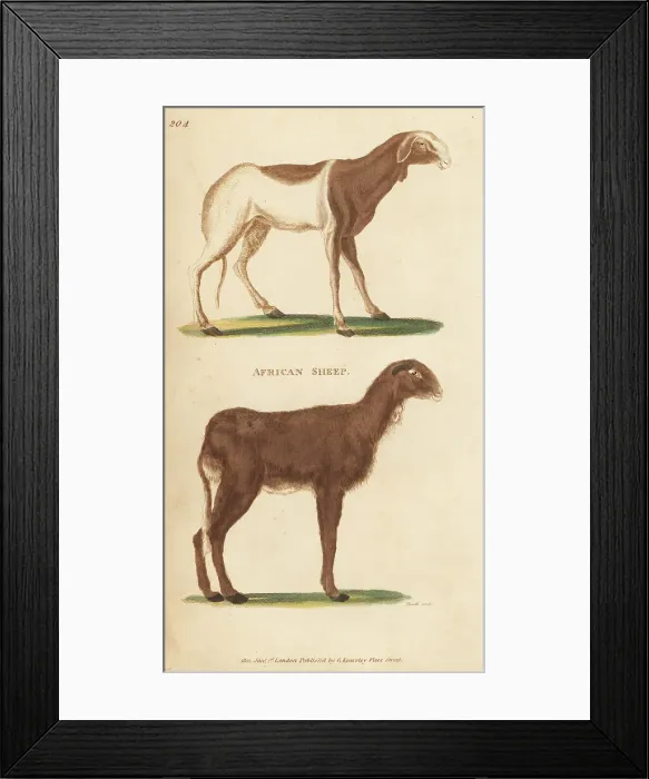 Framed Print : African sheep or Cape sheep, Ovis aries guineensis Framed Print : African sheep or Cape sheep, Ovis aries guineensis