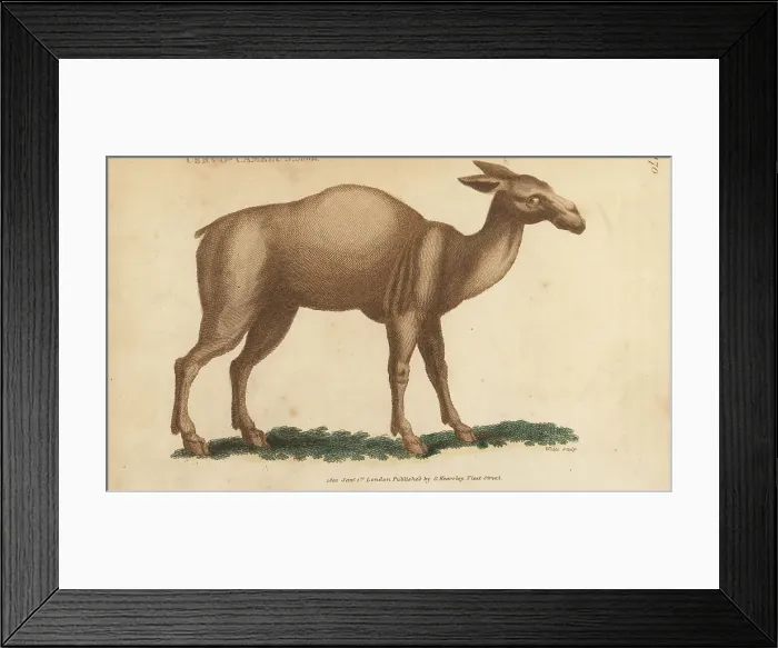 Framed Print : Guanaco, Lama glama subs. guanicoe Framed Print : Guanaco, Lama glama subs. guanicoe