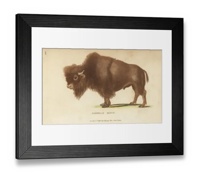 Framed Print : American bison, Bison bison Framed Print : American bison, Bison bison