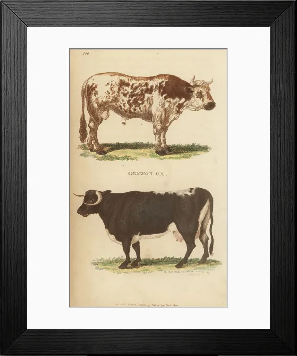Framed Print : Domesticated British horned cattle breeds Framed Print : Domesticated British horned cattle breeds