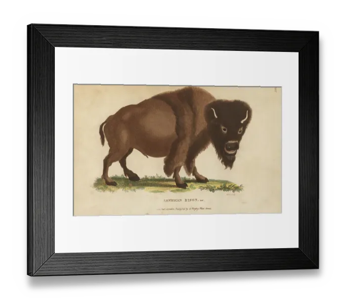Framed Print : American bison var. Bison bison Framed Print : American bison var. Bison bison