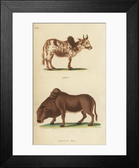 Framed Print : Zebu and Indian ox, Bos indicus Framed Print : Zebu and Indian ox, Bos indicus