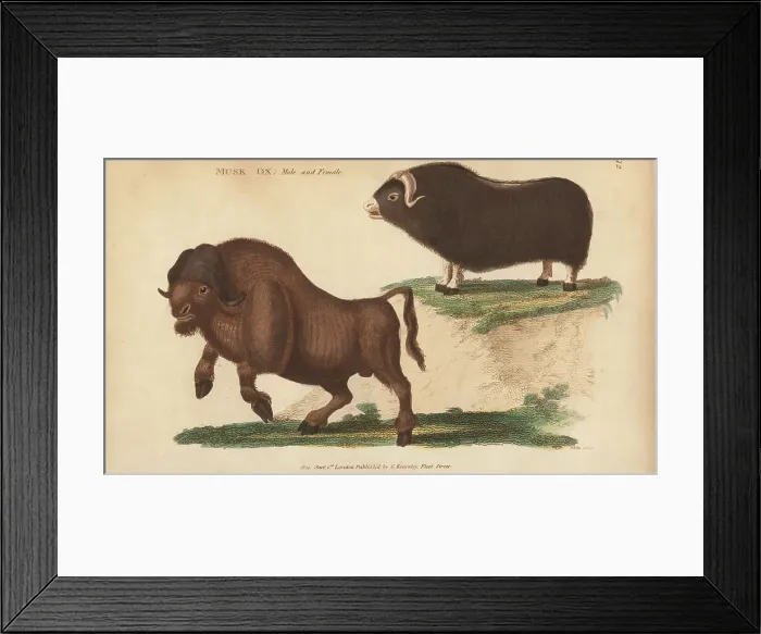 Framed Print : Muskox, Ovibos moschatus Framed Print : Muskox, Ovibos moschatus