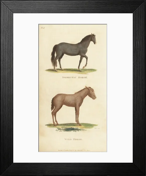 Framed Print : Domestic horse and wild horse