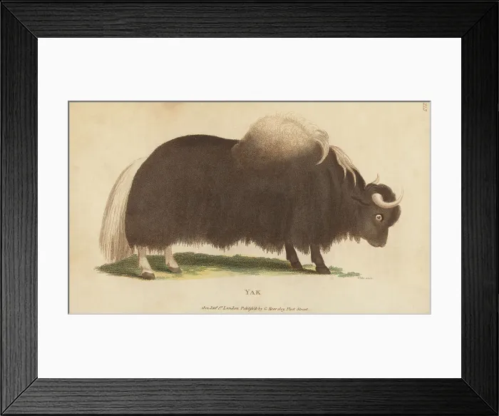 Framed Print : Yak, Bos grunniens Framed Print : Yak, Bos grunniens