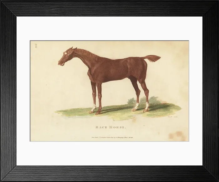 Framed Print : Race horse, Equus ferus caballus Framed Print : Race horse, Equus ferus caballus