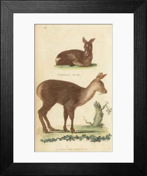 Framed Print : Siberian musk deer or ciervo, Moschus moschiferus Framed Print : Siberian musk deer or ciervo, Moschus moschiferus