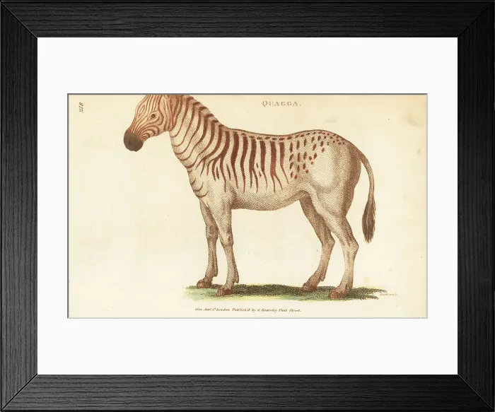 Framed Print : Quagga, Equus quagga quagga, extinct Framed Print : Quagga, Equus quagga quagga, extinct