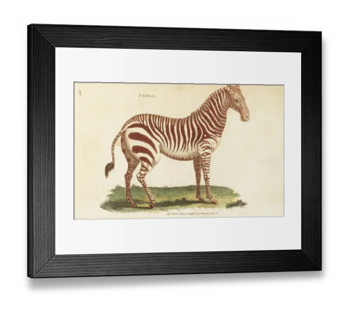 Framed Print : Plains zebra, Equus quagga Framed Print : Plains zebra, Equus quagga